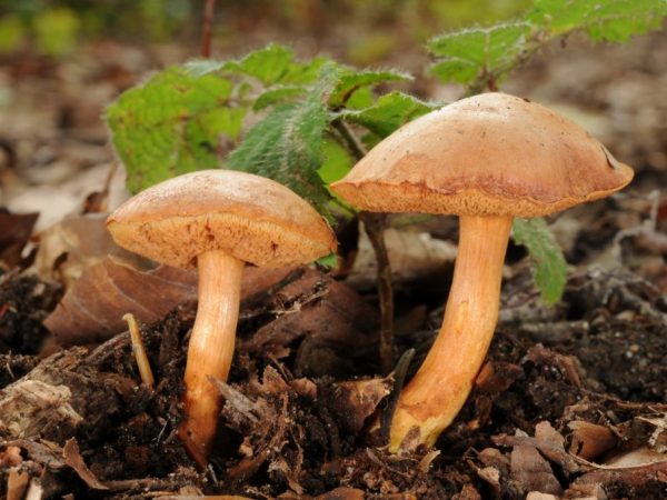 Description of pepper mushroom