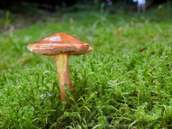 Pepper mushroom prefers dry soils and coniferous forests