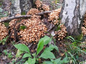 Ciuperci din regiunea Moscovei în luna mai