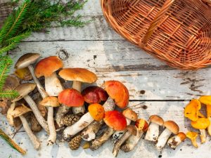 Ciupercile Aspen sunt recoltate la mijlocul verii și începutul toamnei.