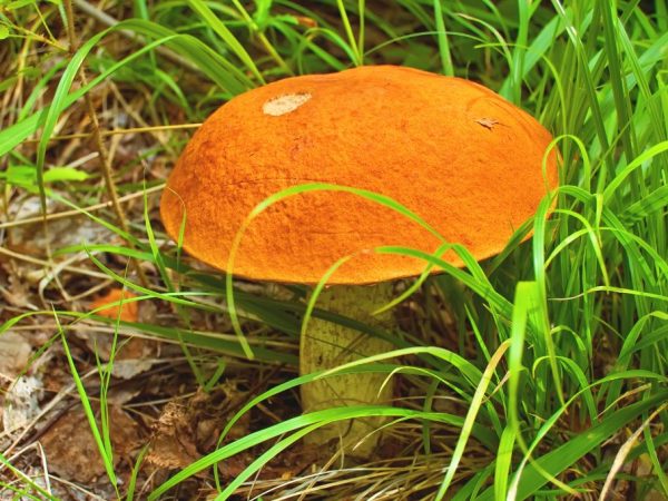 Les champignons éliminent les toxines du corps