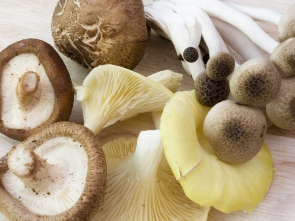 Een bleke paddenstoel ziet eruit als een paar eetbare paddenstoelen