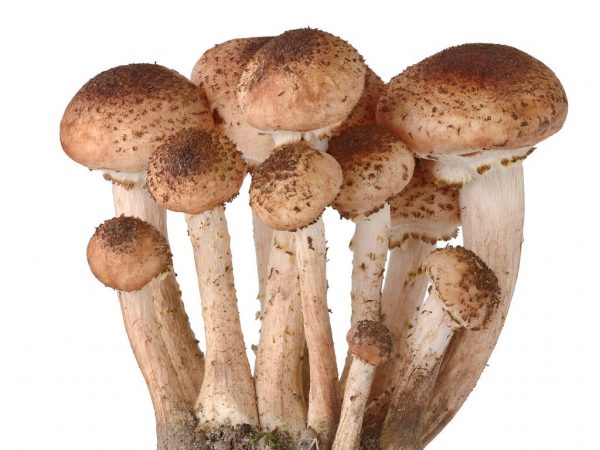 Useful and harmful properties of Honey mushrooms