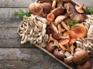 Beneficiile și daunele ciupercilor de stridii pentru corpul uman
