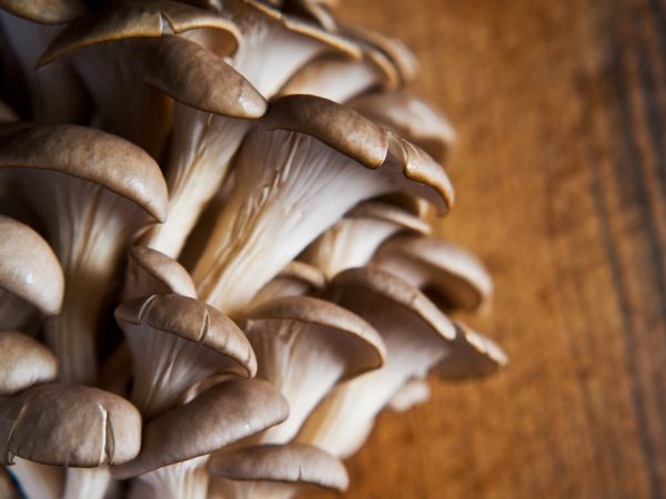 Ciuperca stridie este una dintre cele mai masive ciuperci. Diametrul său este de 18-20 cm