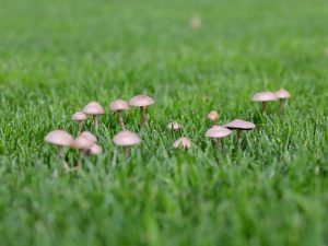 Att bli av med svamp på gräsmattan