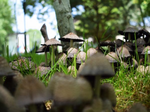 Kvävegödselmedel kan hjälpa till att avlägsna svampar