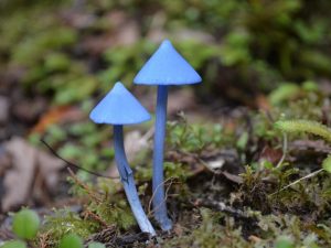 Verbazingwekkende en zeldzame paddenstoelen ter wereld