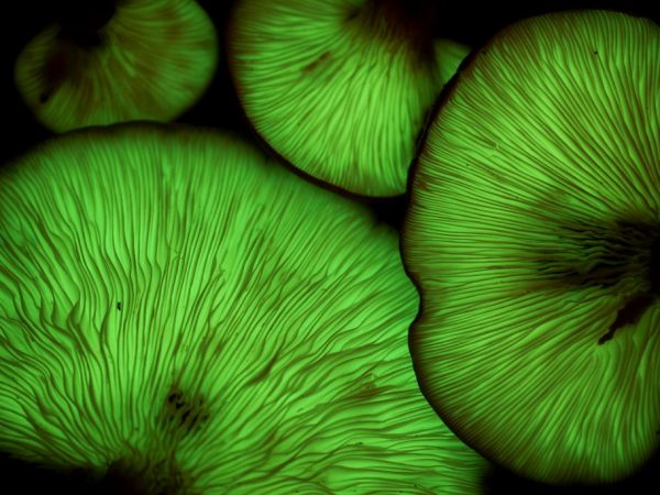 Fluoreszierende Pilze leuchten im Dunkeln