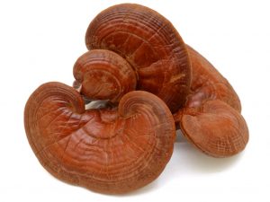 Léčivé vlastnosti houby Reishi