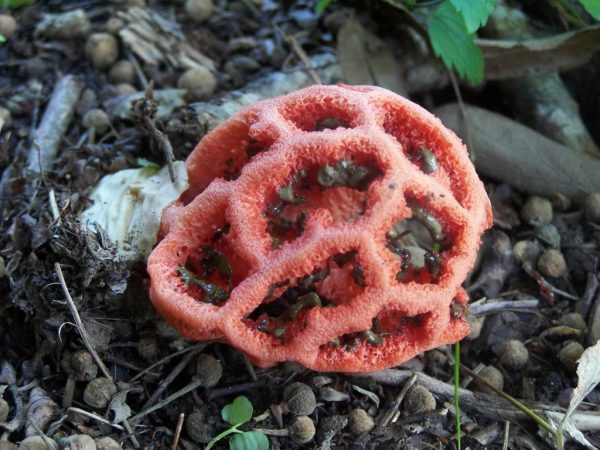 Vlastnosti houby červené mříže