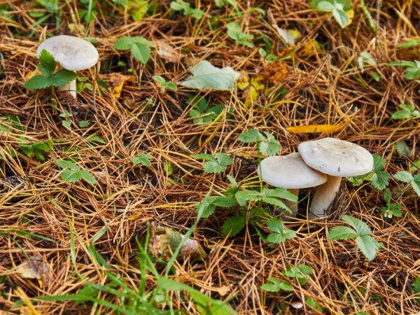 De ryadovka-paddenstoel heeft veel variëteiten.