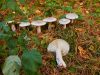 Beschrijving van de paddenstoel Ryadovka