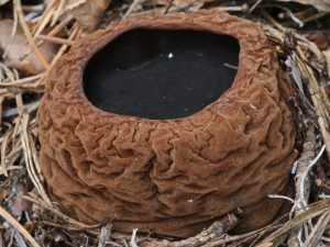 Popis houby sférický sarkosom
