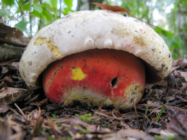 Satanische paddenstoel beschadigt het menselijke maagkanaal en de lever