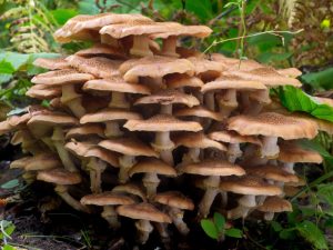 Eetbare en giftige paddenstoelen uit de regio Moskou