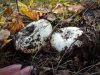 Beschrijving van de paddenstoelenpoeder