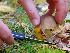 Cules de ciuperci în regiunea Sverdlovsk