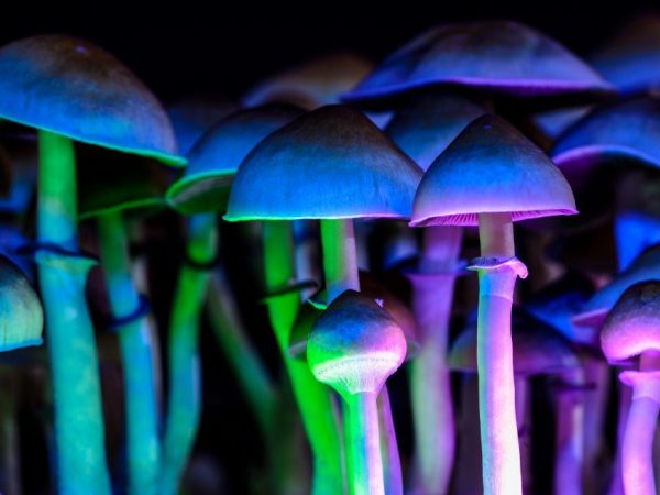 El fenómeno de los hongos que brillan intensamente