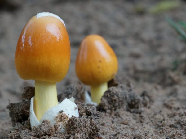 Pusher champignons