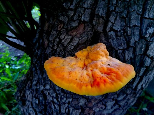 Tondelschimmel wordt beschouwd als een eetbare paddenstoel.