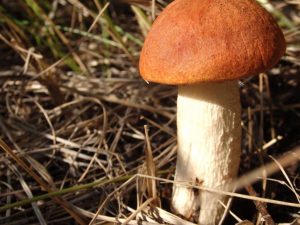 Pilze in der Region Uljanowsk