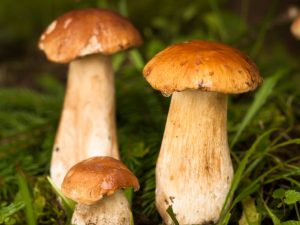 Soorten paddenstoelen in de Gomel-regio
