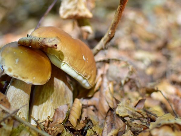 De bossen van de omgeving zijn rijk aan paddenstoelen
