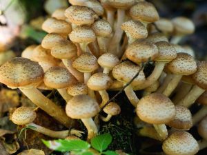 Soorten paddenstoelen in de regio Kazan