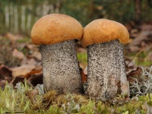 Populära svampar i Kostroma