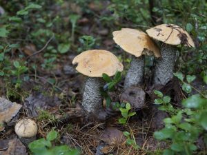 Cules de ciuperci în regiunea Oryol