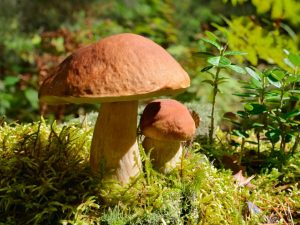 Variétés de champignons dans la région de Penza
