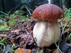 Types de champignons dans la région d'Oulianovsk
