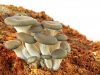 Descrierea completă a ciupercilor de stridii