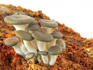 Descripción completa de los hongos ostra