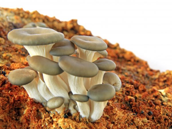 Full description of oyster mushrooms