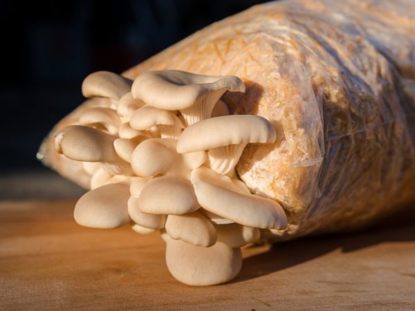 Léčivé vlastnosti zvyšují sušené houby