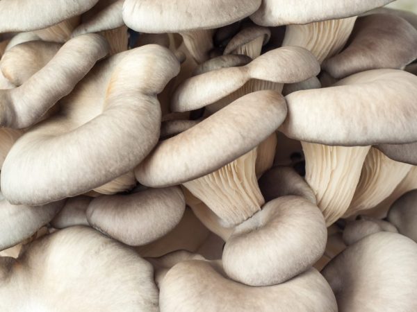 Mushrooms satisfy hunger well
