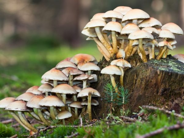 De paddenstoel bevat een enorme hoeveelheid gif