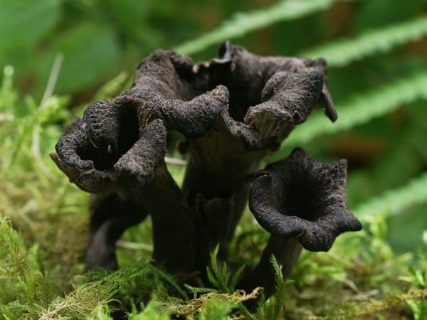 Horn-shaped mushroom