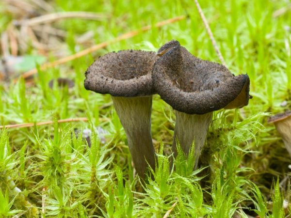De champignonhoed ziet eruit als een trechter, groeit in diameter tot 3-8 s