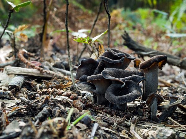 The fungus grows in large crowded intergrown groups