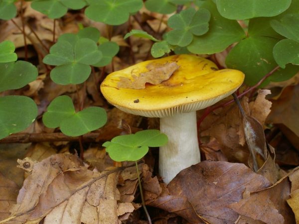 Mushrooms should not be eaten for gastrointestinal diseases