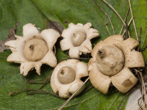 Alleen jonge paddenstoelen zijn geschikt voor consumptie