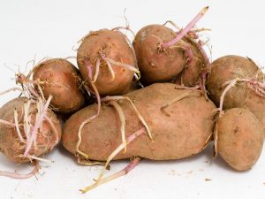 Mit gekeimten Kartoffeln