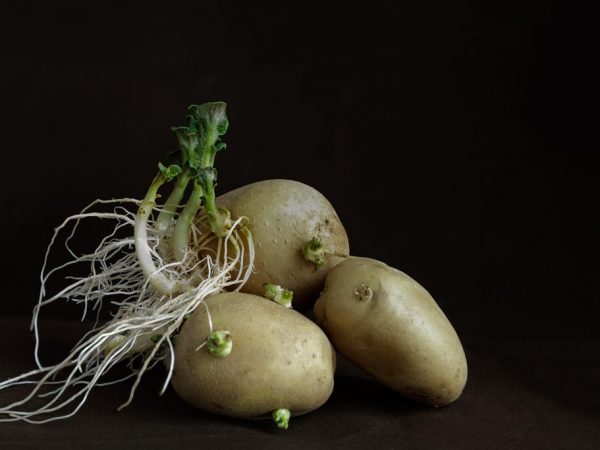 Gekiemde aardappelen kunnen alleen gekookt gegeten worden
