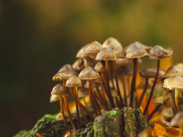 Ongewone feiten over paddenstoelen