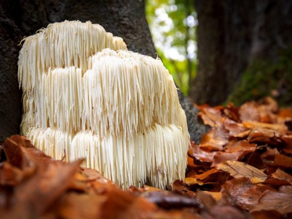 Některé houby přežívají v kyselině sírové