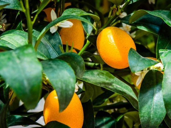 There are over 400 varieties of oranges