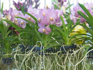 Kenmerken van de Crown-pot voor orchideeën